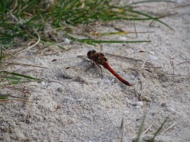 gemütliche Tour zum Kewelshof in Obergartzem