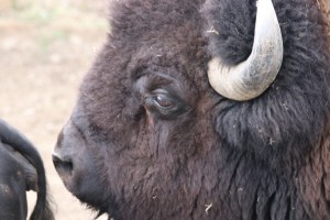 Gemütlich und sicher     3 Tage Harz Pullman City