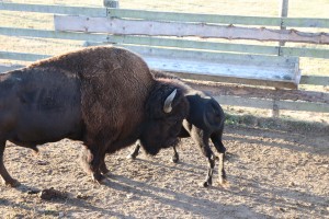 Gemütlich und sicher     3 Tage Harz Pullman City