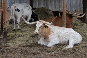 Gemütlich und sicher     3 Tage Harz Pullman City