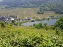 Mosel-Kehren-Tour