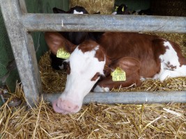 Cafétour ins Bergische