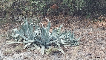 Zwei BFR'LER ERKUNDEN DEN di lago (Trentino province)