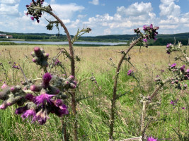 Runde um die großen Eifelmaare